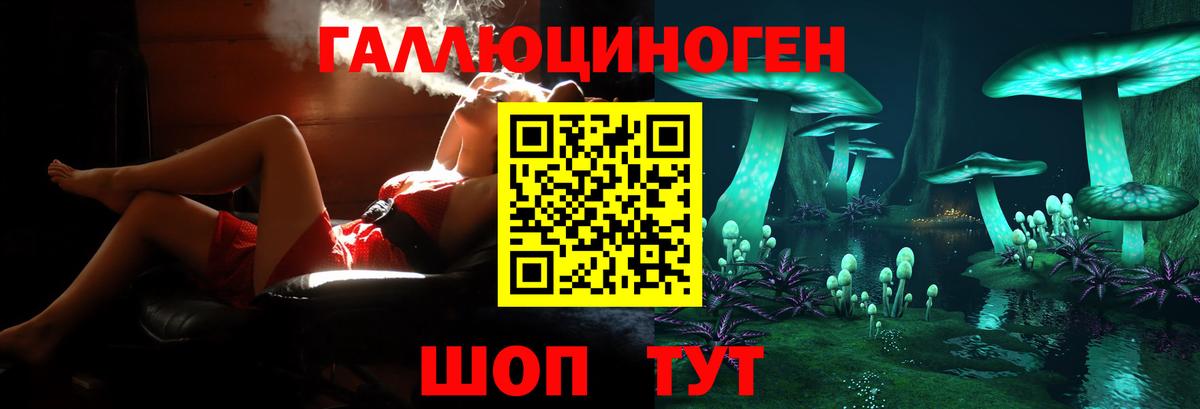 Псилоцибиновые грибы Psilocybe Всеволожск